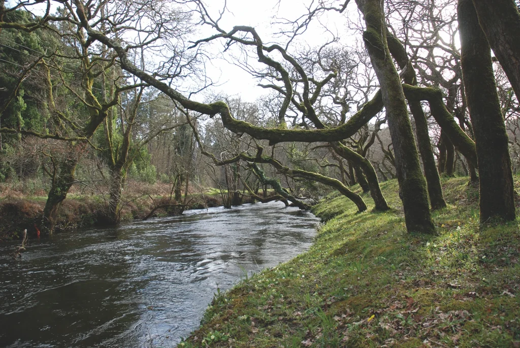 9. O Río Do Porto Ao Seu Paso Pola Carballeira Da Devesa De Baio