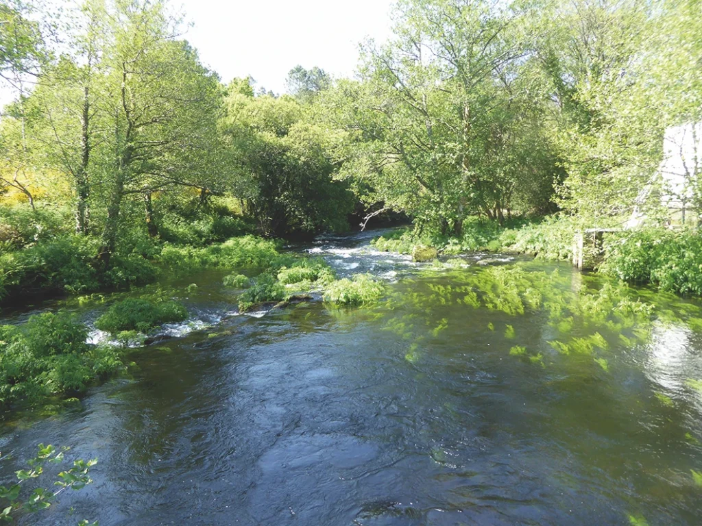 19. Bosque De Ribeira No Curso Medio Do Río Do Porto